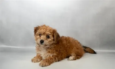 Female Yochon puppy named North for sale at Summit Zoo.