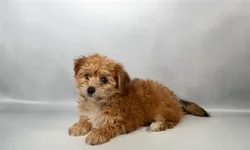 Female Yochon puppy named North for sale at Summit Zoo.