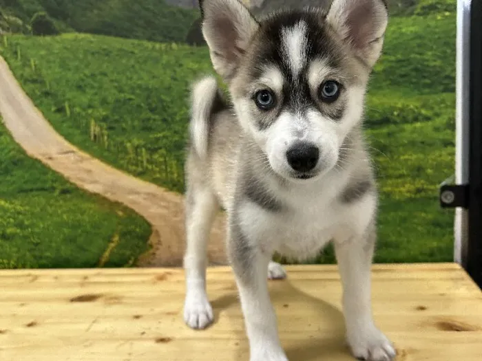 Male Pomsky Puppy for Sale in Lee's Summit, MO