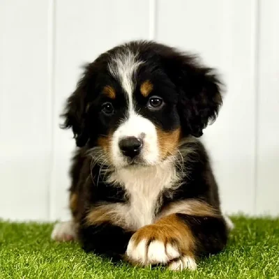 Female Bernese Mountain Dog Puppy for Sale in Lee's Summit, MO