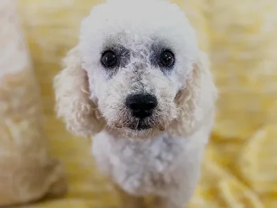 Female Bichon Frise Adoption Adoption Dog for Sale in Lee's Summit, MO