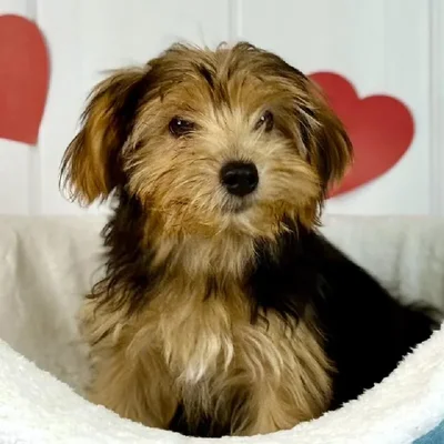 Female Yorkie Puppy for Sale in Lee's Summit, MO