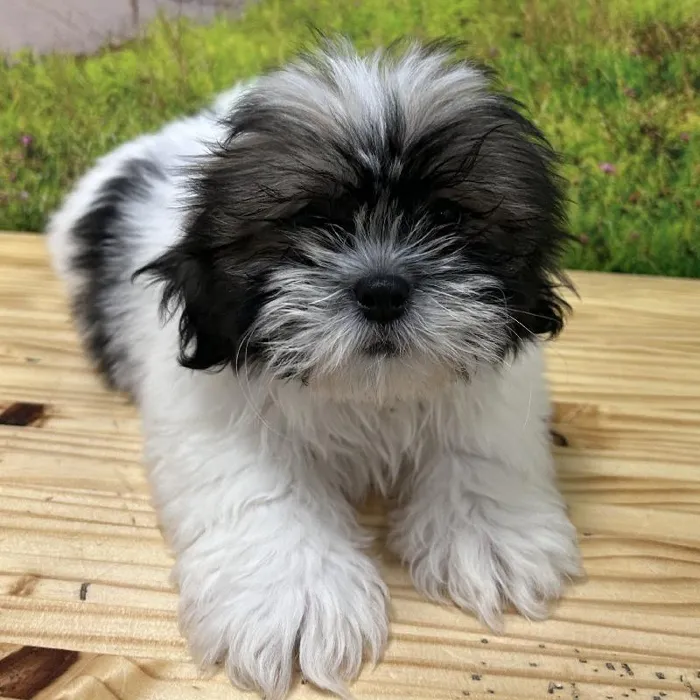 Male Lhasa Apso-Shih Tzu Puppy for Sale in Lee's Summit, MO