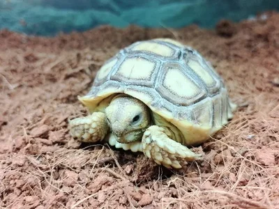 Unknown Sulcata Reptile for Sale in Lee's Summit, MO