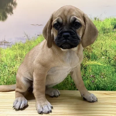 Female Puggle Puppy for Sale in Lee's Summit, MO