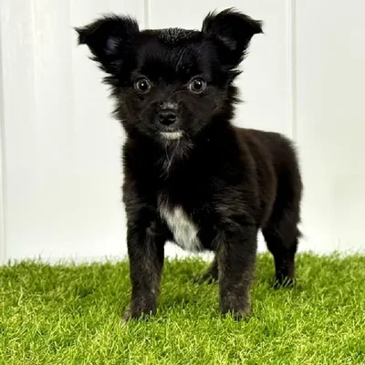 Female Chihuahua Puppy for Sale in Lee's Summit, MO