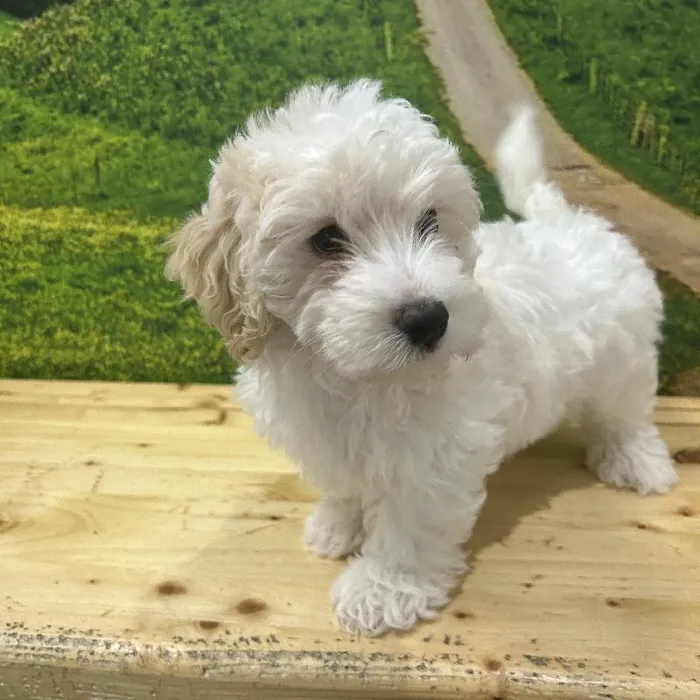 Female Hava-Chon Puppy for Sale in Lee's Summit, MO