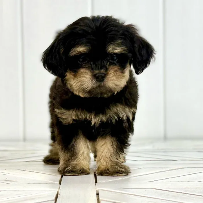 Female Shipoo puppy named Venus for sale at Summit Zoo.