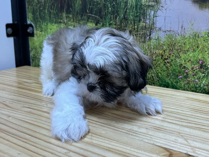 Male Shih Tzu Puppy for Sale in Lee's Summit, MO
