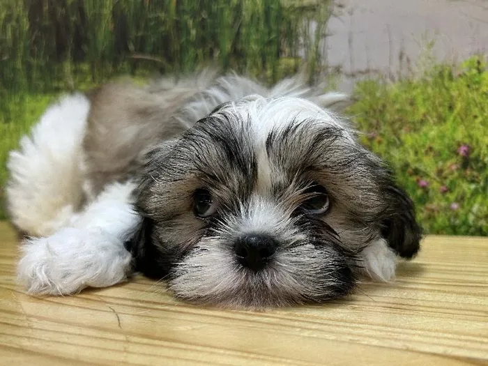Male Shih Tzu Puppy for Sale in Lee's Summit, MO