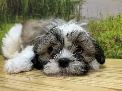 Male Shih Tzu Puppy for Sale in Lee's Summit, MO