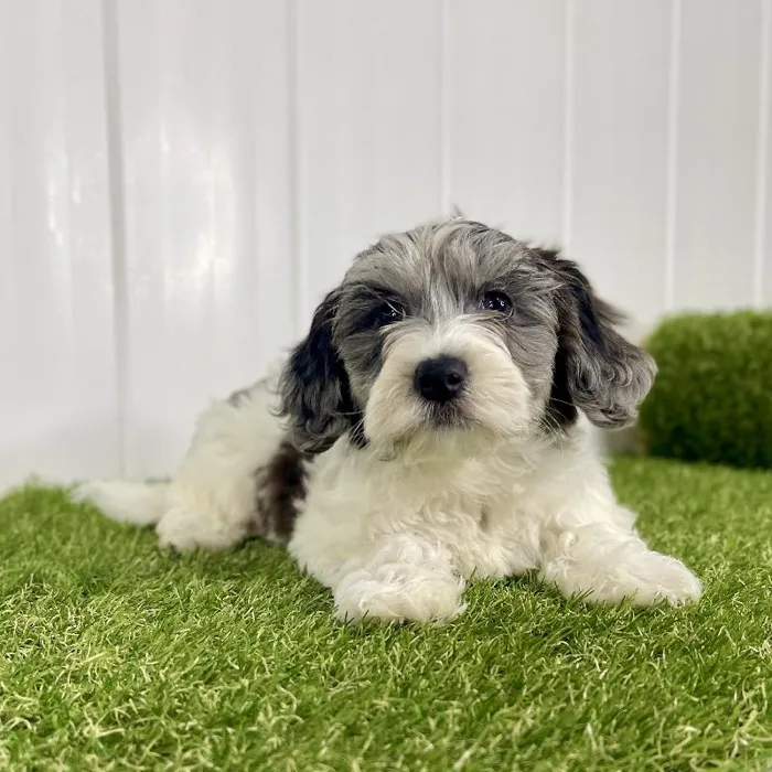 Female Yochon Puppy for Sale in Lee's Summit, MO