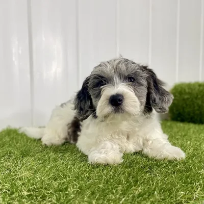 Female Yochon Puppy for Sale in Lee's Summit, MO