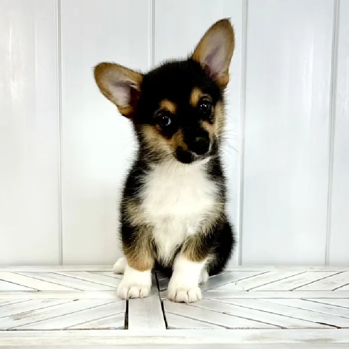 Female Pembroke Welsh Corgi puppy named Scarlet Witch for sale at Summit Zoo.