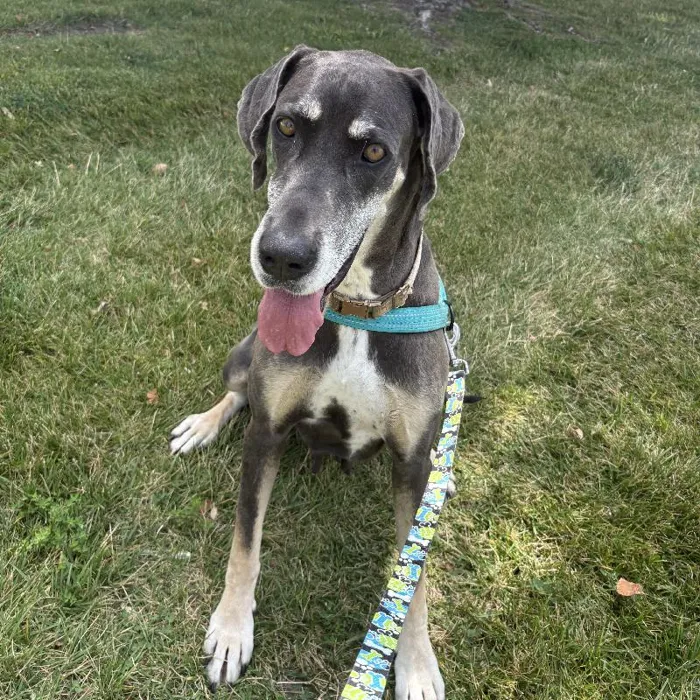 Female Great Dane (Adoption) adoption dog named Luna for sale at Summit Zoo.