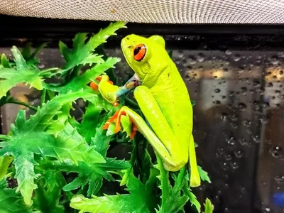Unknown Red Eye Tree Frog Reptile for Sale in Lee's Summit, MO