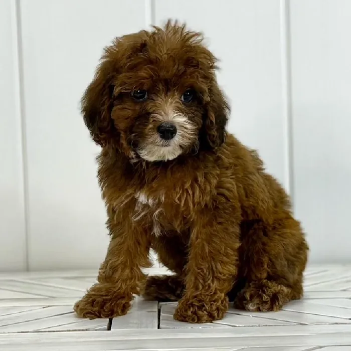 Male Cavapoo puppy named Spruce for sale at Summit Zoo.