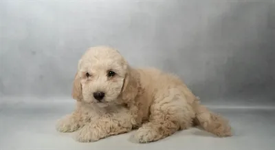 Male Bichon-Poodle puppy named Lucky for sale at Summit Zoo.