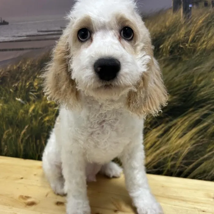 Male Cockapoo Puppy for Sale in Lee's Summit, MO