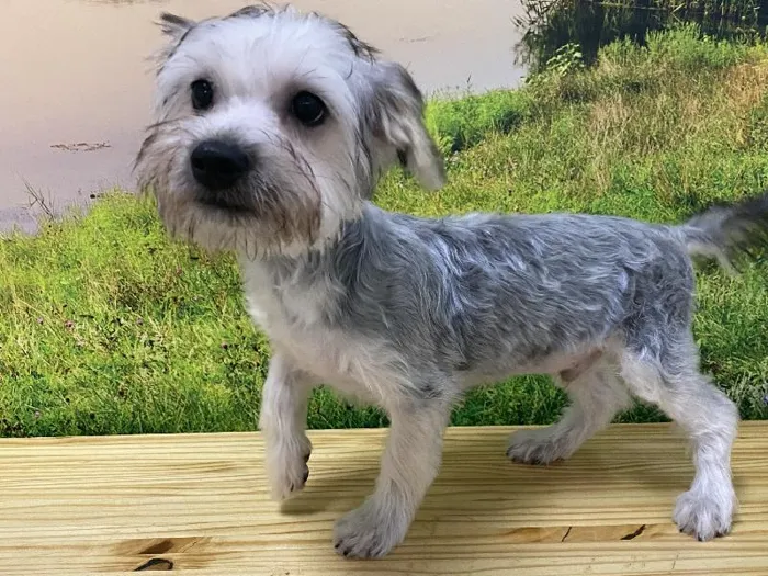 Male Silkese Puppy for Sale in Lee's Summit, MO