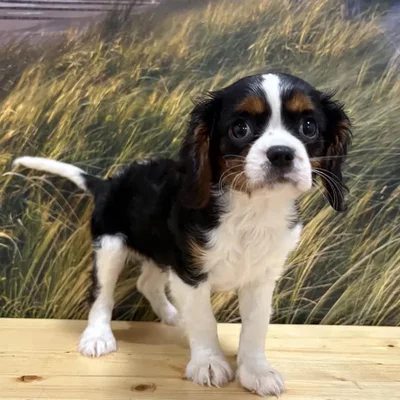 Female Cavalier King Charles Spaniel Puppy for Sale in Lee's Summit, MO