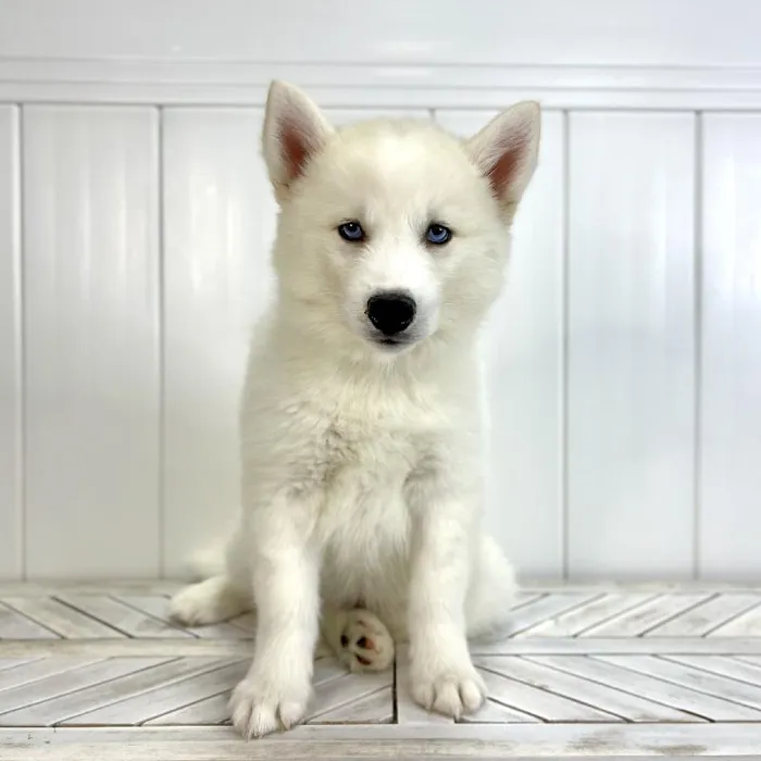 Female Siberian Husky puppy named Minnie for sale at Summit Zoo.
