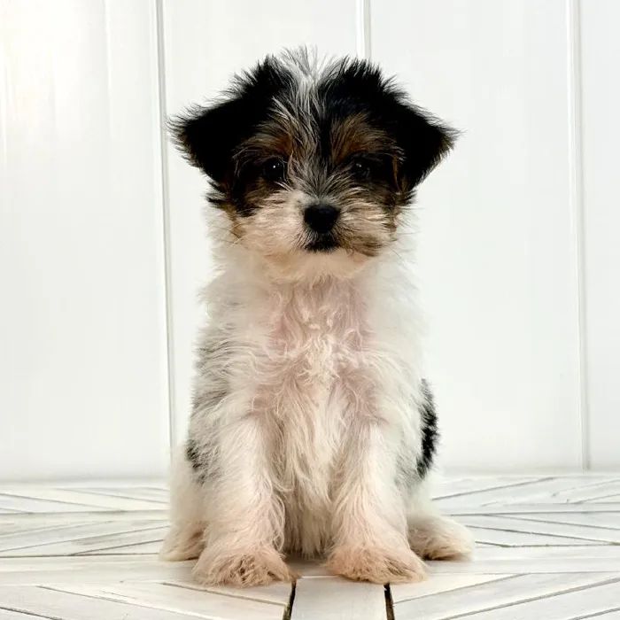 Female Yorkie puppy for sale at Summit Zoo.