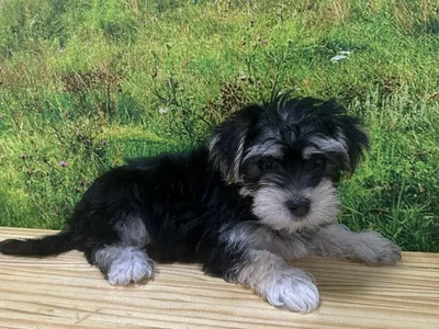Female Morkie Puppy for Sale in Lee's Summit, MO