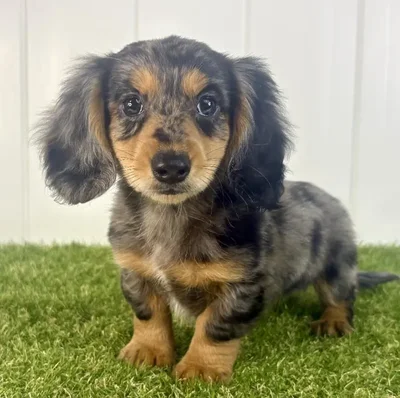 Male Dachshund Puppy for Sale in Lee's Summit, MO