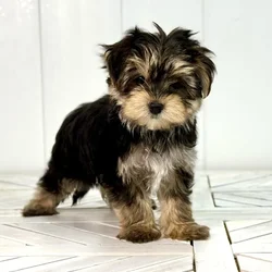 Female Morkie puppy named Zara for sale at Summit Zoo.