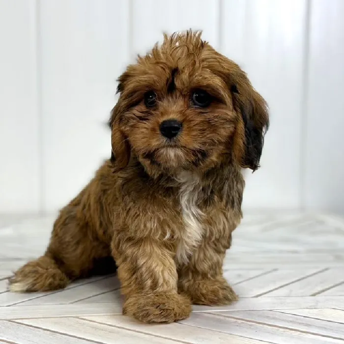 Female Cavalier King Charles Spaniel-Havanese puppy named Maple for sale at Summit Zoo.