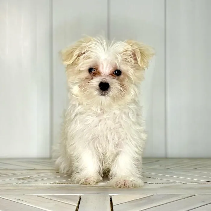 Female Silktese puppy named She-Hulk for sale at Summit Zoo.