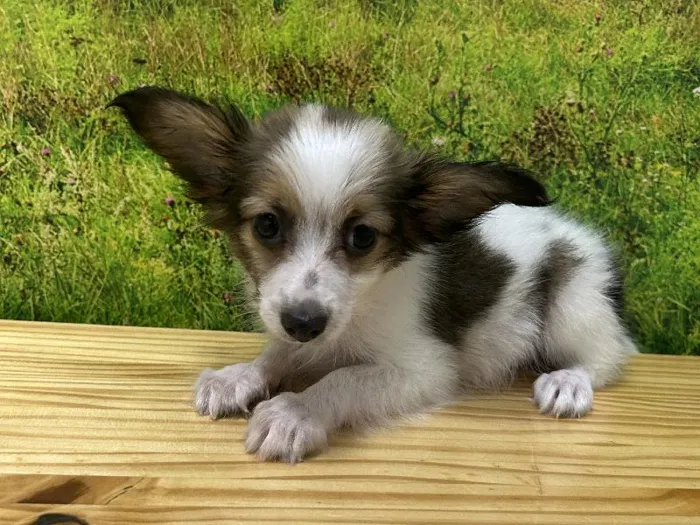 Male Papillon Puppy for Sale in Lee's Summit, MO