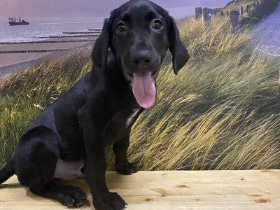 Male Labrador Retriever Puppy for Sale in Lee's Summit, MO