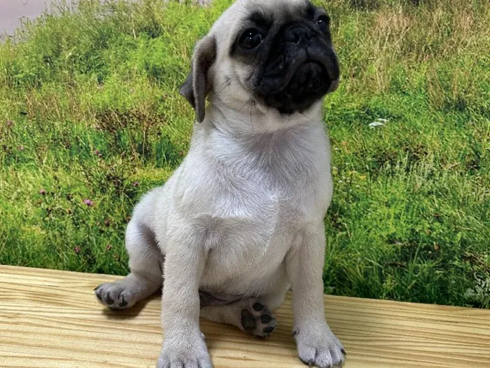Male Pug Puppy for Sale in Lee's Summit, MO