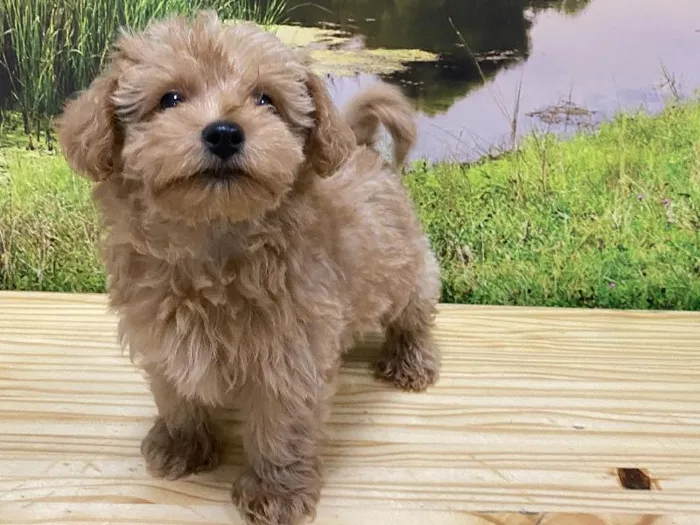Male Maltipoo Puppy for Sale in Lee's Summit, MO