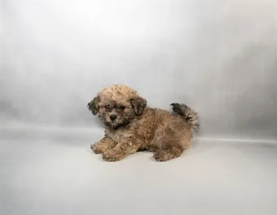 Female Shipoo puppy for sale at Summit Zoo.