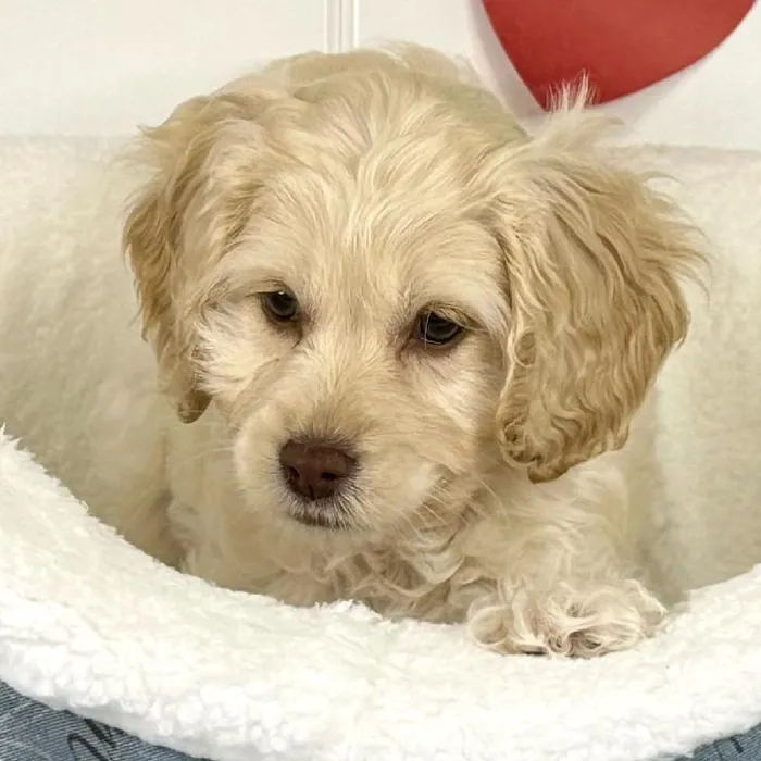 Female Cockapoo Puppy for Sale in Lee's Summit, MO