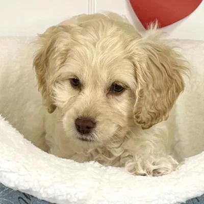 Female Cockapoo Puppy for Sale in Lee's Summit, MO