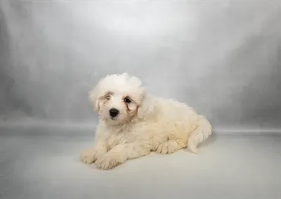 Male Coton De Tulear puppy named Cheesecake for sale at Summit Zoo.