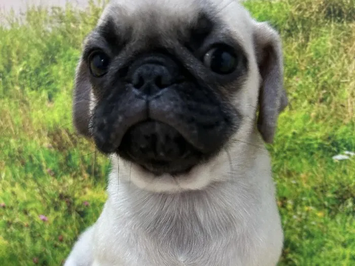 Male Pug Puppy for Sale in Lee's Summit, MO