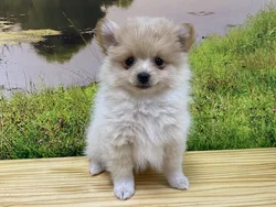 car_main_img_/media/ap_media/pets/YAWEASDHLNIG24413.webp.250x250_q85.webp