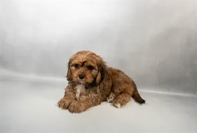 Female Hybrid puppy named Maple for sale at Summit Zoo.