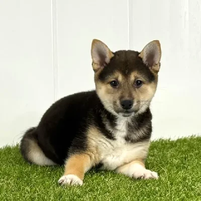 Female Shiba Inu Puppy for Sale in Lee's Summit, MO