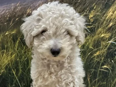 Male Poodle Puppy for Sale in Lee's Summit, MO