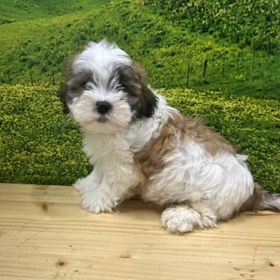 Male Teddy Bear Puppy for Sale in Lee's Summit, MO