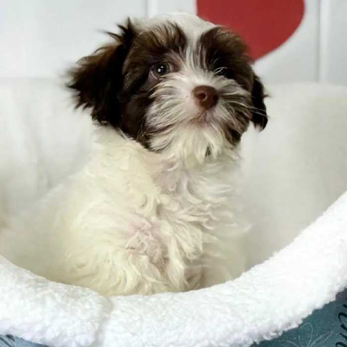 Male Havanese Puppy for Sale in Lee's Summit, MO