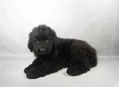 Female Newfoundland puppy for sale at Summit Zoo.