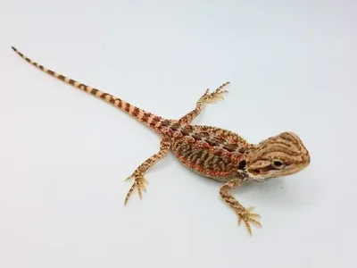 Unknown Bearded Dragon Reptile for Sale in Lee's Summit, MO