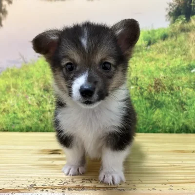 Female Pembroke Welsh Corgi Puppy for Sale in Lee's Summit, MO